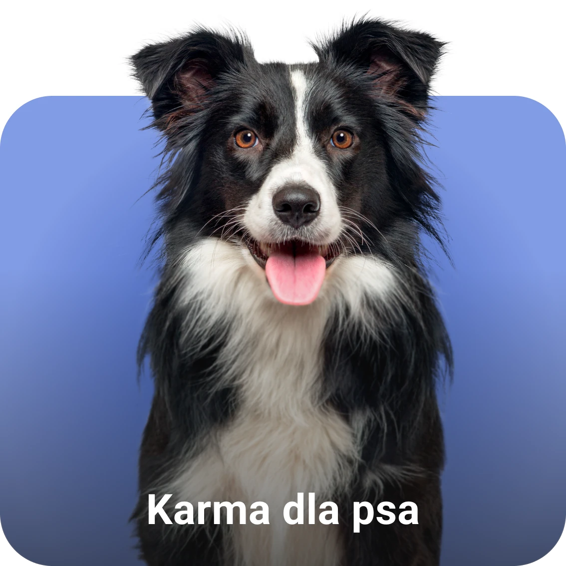 Karma dla psa
