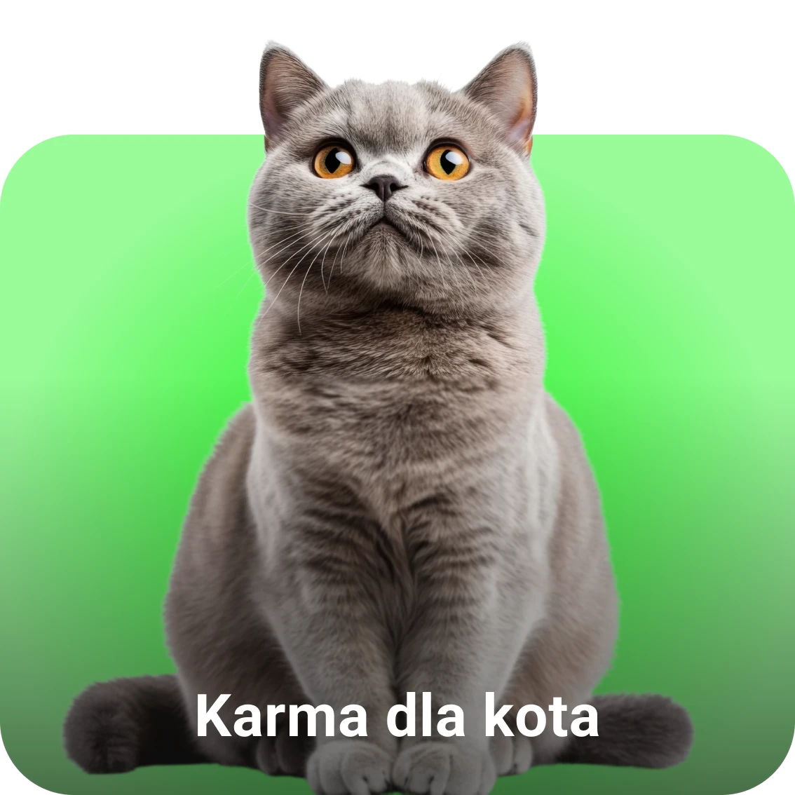Karma dla kota